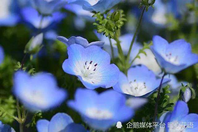 一日一植物之粉蝶花 腾讯新闻