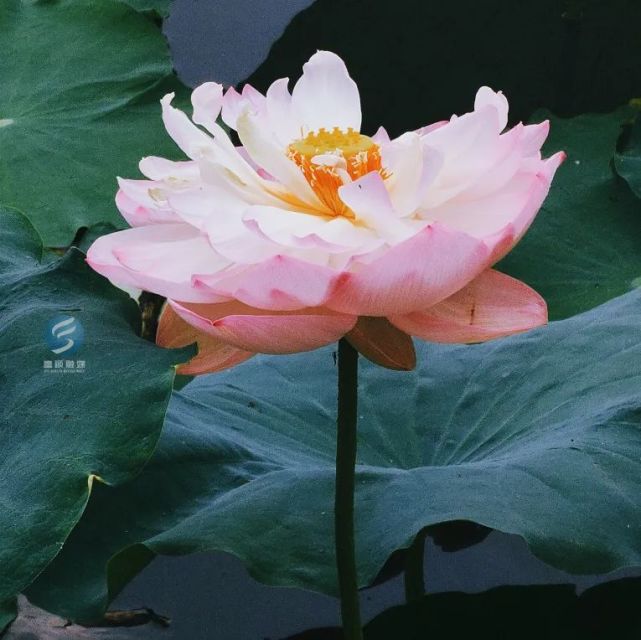 着实舒心怡情(视 频)伴着蝉鸣和阳光富顺西湖里盛开的荷花随风舞动