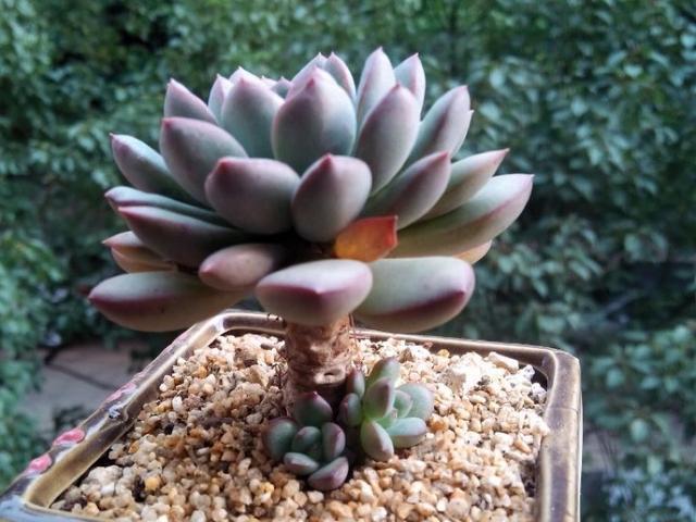 迈达斯国王,一到夏天就来劲儿的多肉,阳台上可以养出果冻色_腾讯新闻