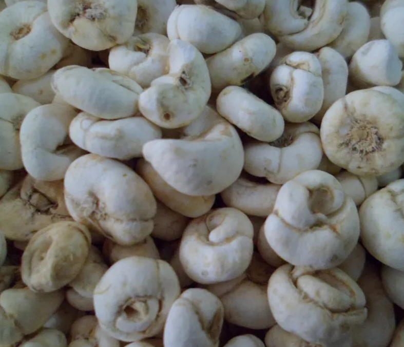 丽水农民种金贝上百种药品用它做原料