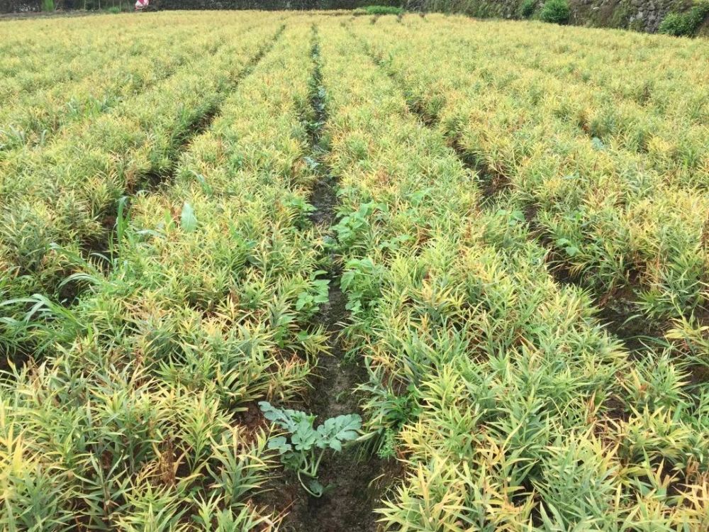 涌现出"浙贝母—春玉米/番薯"等多种轮套种种植新模式,在同一块土地上