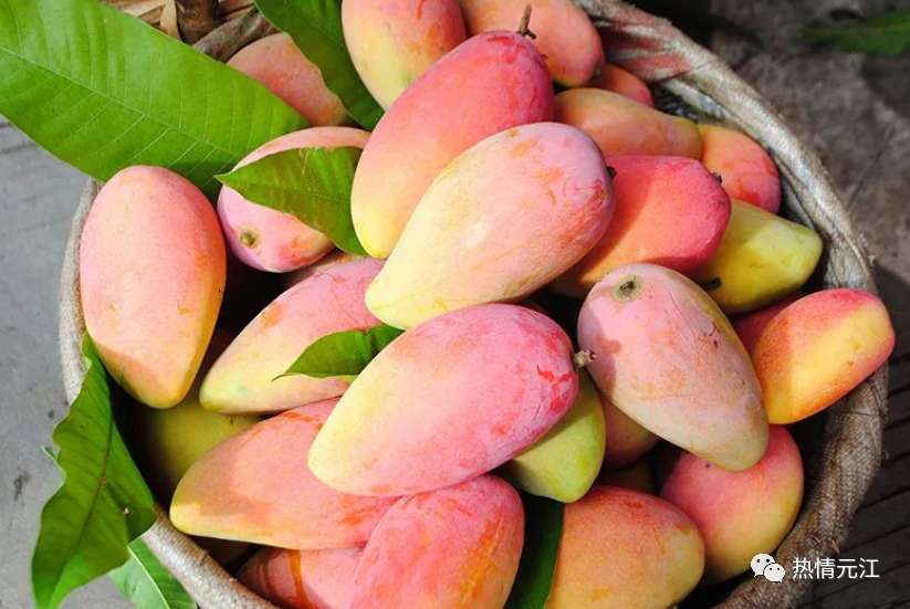 象牙芒,台芒等等芒果种类很多在元江芒果首当其冲比较出众的几种水果