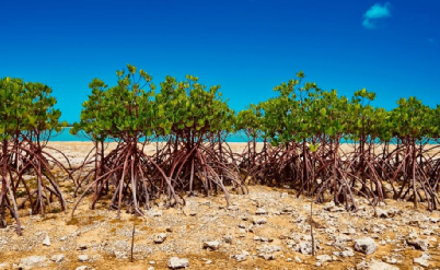 咱们先来看看红树植物奇特的根系结构,常见的红树植物的根系类型包括
