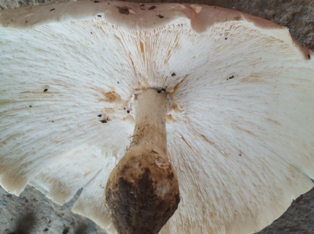 云南女子上山寻菌遇巨型鸡枞菌 菌根粗壮菌盖大如雨伞