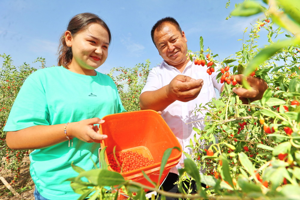 库车市乌恰镇枸杞喜获丰收迎来晾晒季