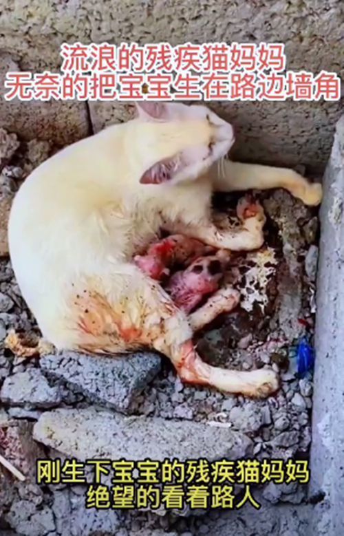 流浪母猫将幼崽生在墙角里眼神复杂而又无助可以帮帮我们吗
