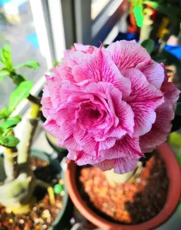 8种 富贵花 天生 穷苦命 种在小花盆 少管才能健壮长 腾讯新闻