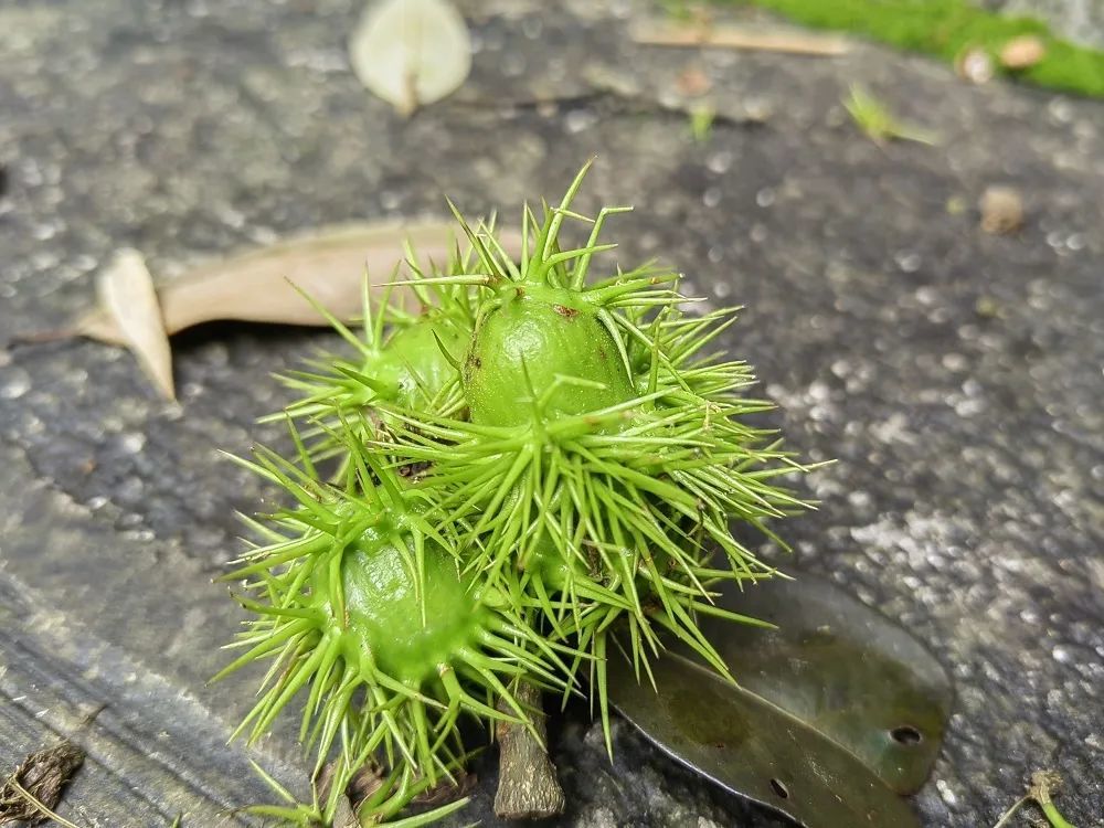 六月去江城,一定要尝尝这种"刺头儿"!_腾讯新闻