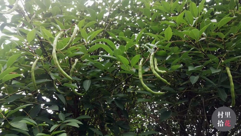 作为豆科的植物,鸡冠刺桐的果实必定为荚果.
