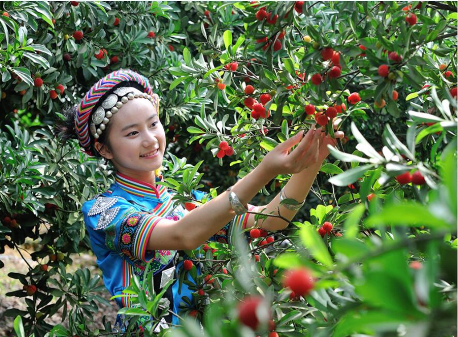 对喜热喜湿的杨梅而言,这算得上是一片"应许之地".