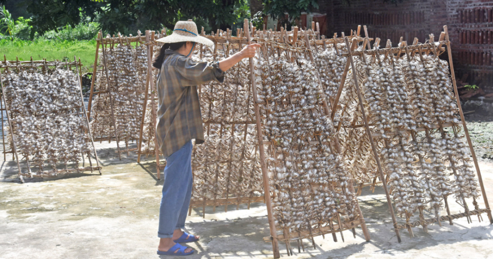 "冯显粗说,约12天后,将蚕宝宝放在制作的竹薄上,蚕宝宝会以惊人的勇气