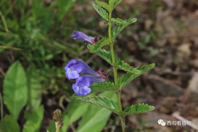 并头黄芩 scutellaria scordifolia二,花腋生3 京黄芩 scutellaria