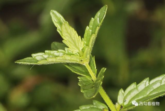 并头黄芩 scutellaria scordifolia二,花腋生3 京黄芩 scutellaria
