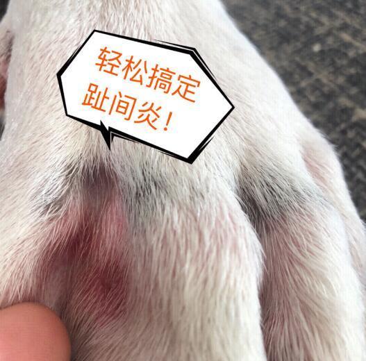 柴犬不能正常走路一瘸一拐的怎麼辦狗狗趾間炎的治療與預防