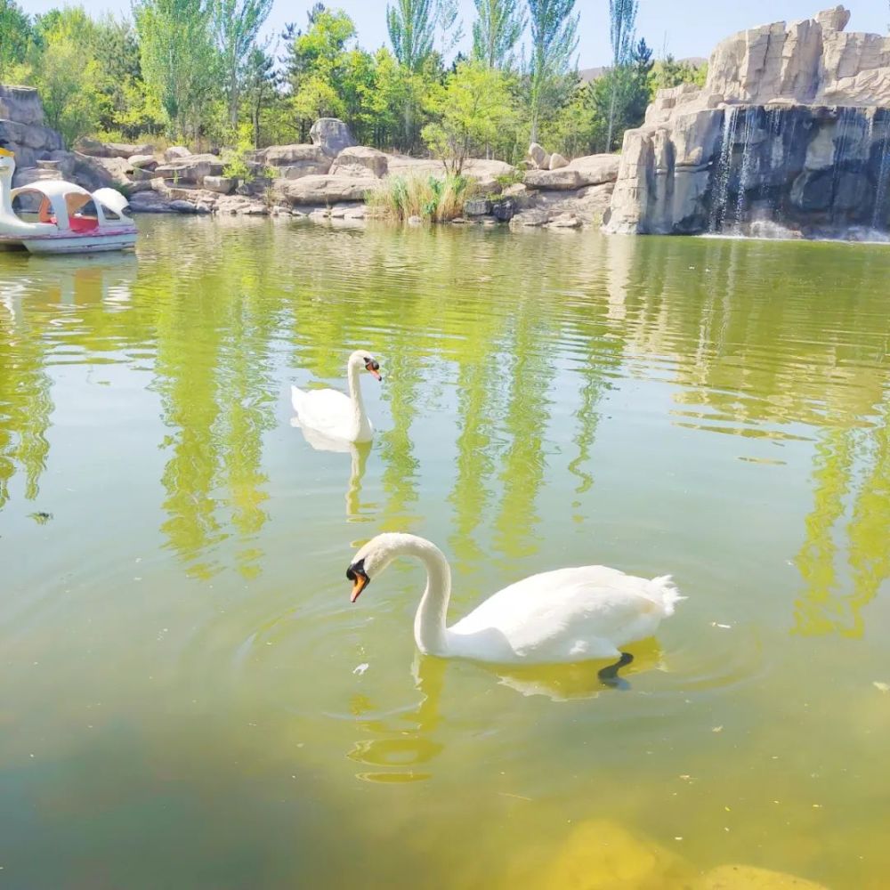 细数首府公园呼和浩特市动物园小动物亮相萌力爆表