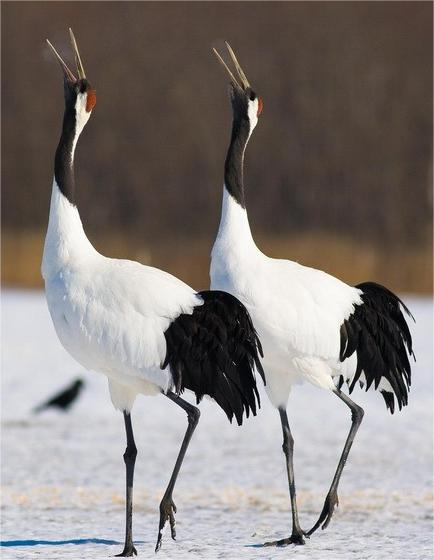 涨知识了黄鹤一去不复返竟是因为丹顶鹤的换毛期