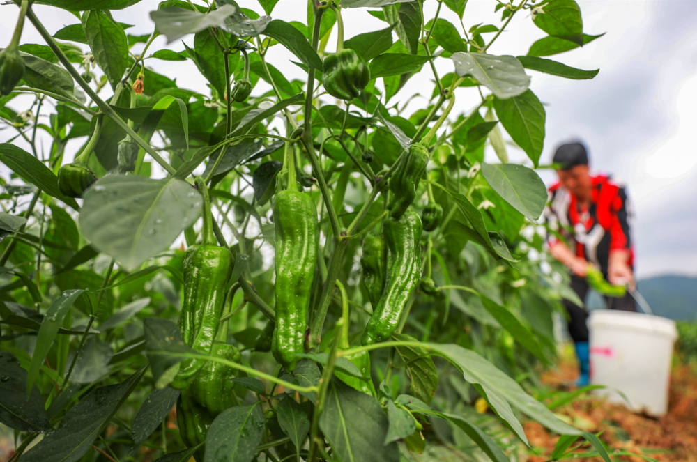 "大家摘的时候,注意不能折断茎干,不然会影响后一茬儿辣椒收成.