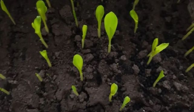 保护东北黑土,守好中国"饭碗"