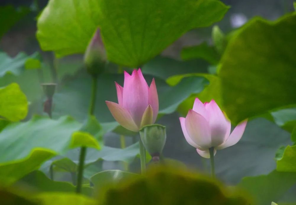 图/范筱明目前,古猗园荷塘里早花的已经擎出花苞,有的还初立叶,第一批