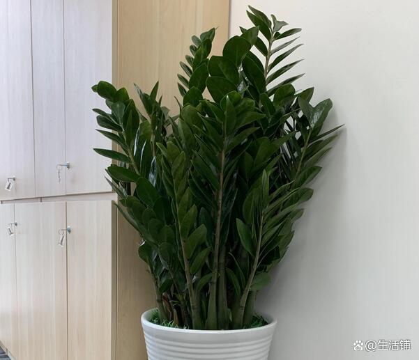 金钱树的养殖方法和注意事项,牢记4个要点,叶片肥厚变"大树"