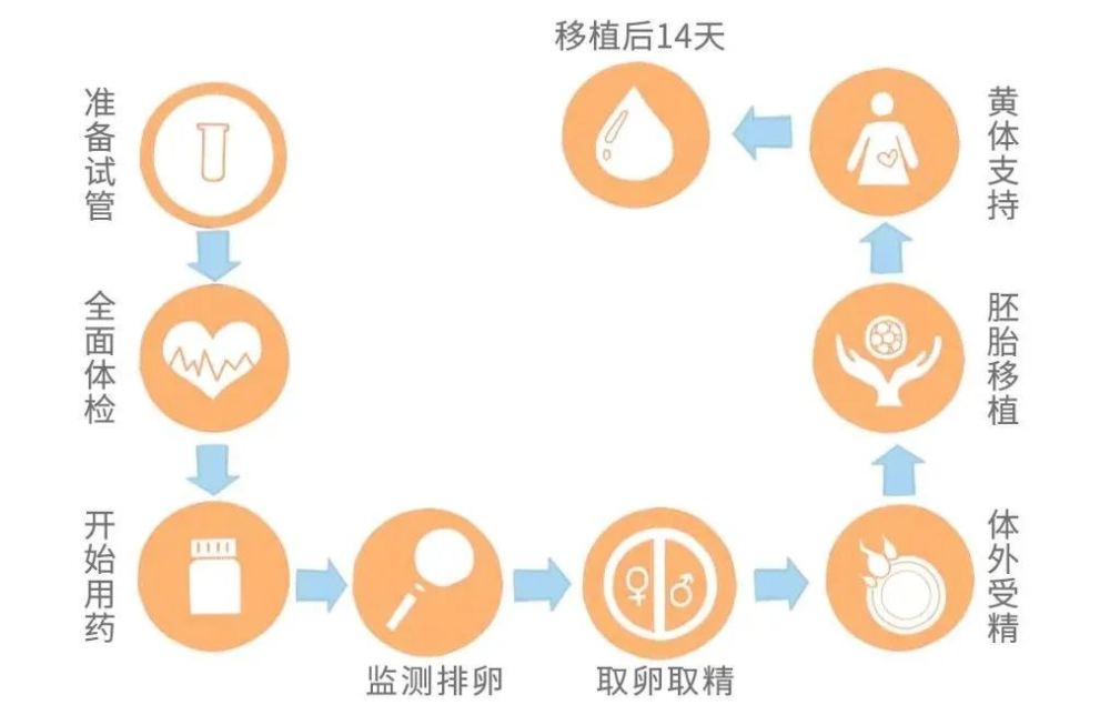 试管婴儿是用什么技术(试管婴儿是什么技术生物学上的)-第2张图片-鲸幼网