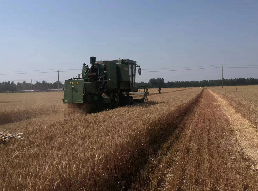 "菏麦 29"再破纪录_腾讯新闻