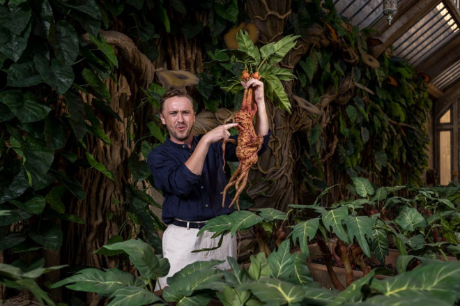 "马尔福"重返草药课温室 手提曼德拉草不带耳罩_腾讯新闻