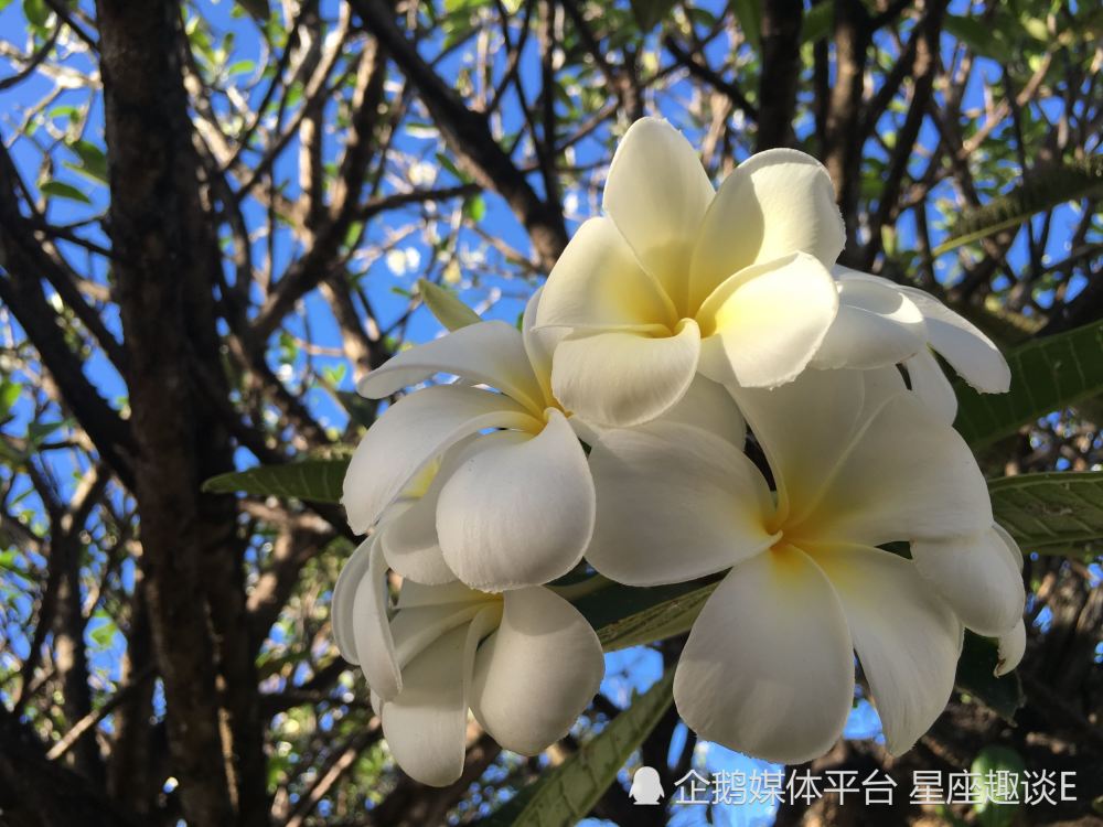 6月25日 7月1日爱情运势 机缘巧合 收获美好的四大星座 腾讯新闻