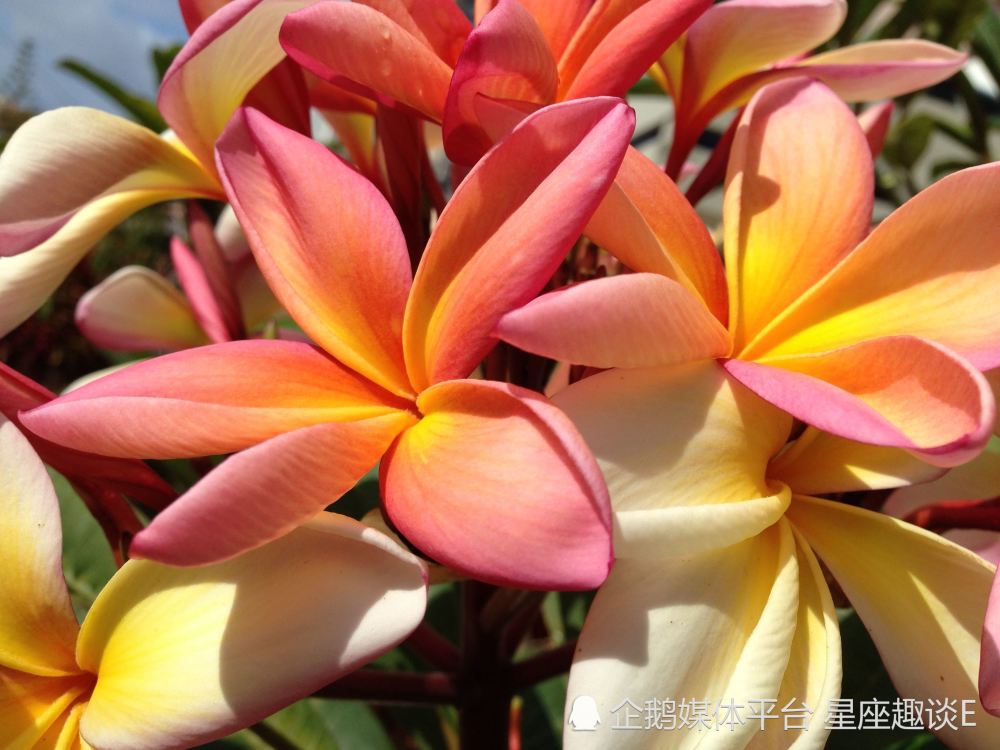 6月25日 7月1日爱情运势 机缘巧合 收获美好的四大星座 腾讯新闻