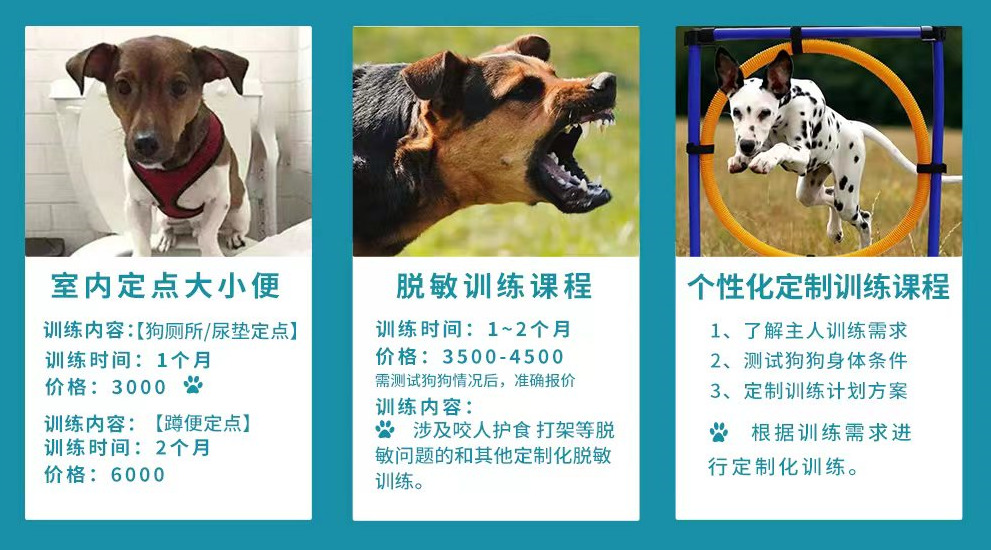 知名訓犬機構虐狗起底訓犬市場亂象400元可買訓導師資格證涉嫌犯罪