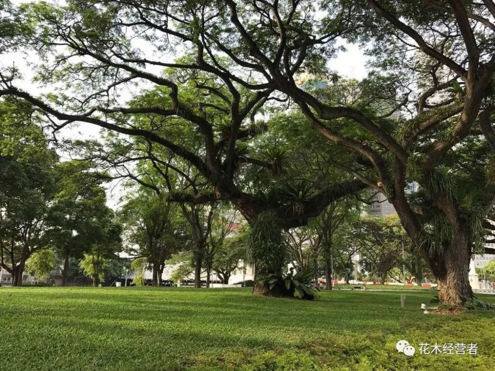 会下雨的树,新加坡国树—雨树_腾讯新闻