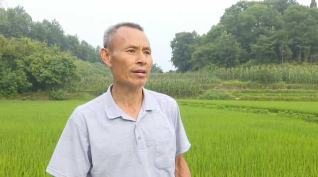 前些天瀘州法王寺鎮田裡多處