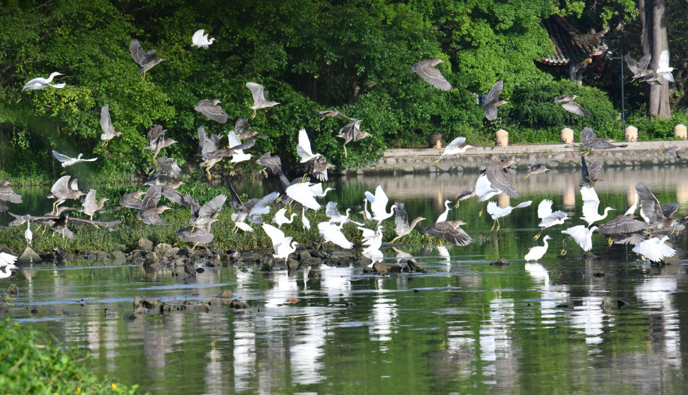 巴金笔下鸟的天堂如今鸟鸣更动听