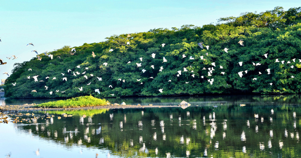 巴金笔下鸟的天堂如今鸟鸣更动听
