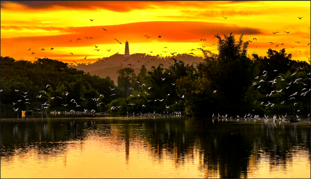 巴金笔下鸟的天堂如今鸟鸣更动听