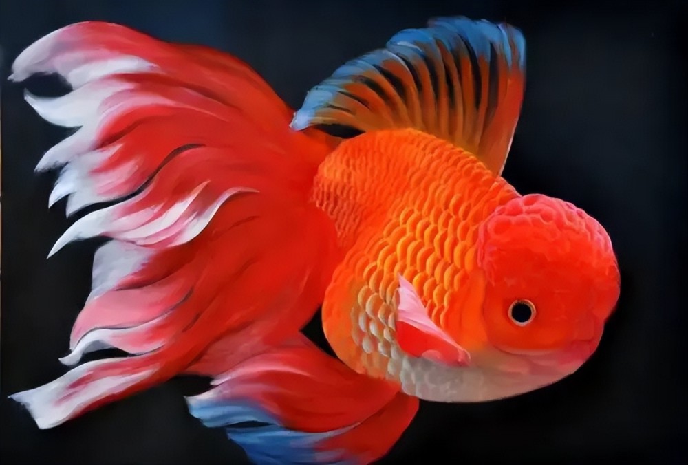 传统国粹金鱼品种大全 鉴赏传统金鱼之美 腾讯新闻