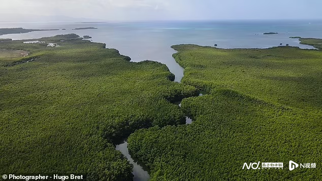 加勒比海红树林沼泽惊现巨型细菌，比普通细菌大5000倍
