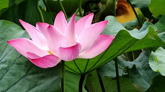 白莲初绽 红荷盛开 去西湖公园感受一次 水芙蓉 的清凉与美景 腾讯新闻