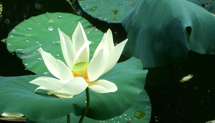 白莲初绽 红荷盛开 去西湖公园感受一次 水芙蓉 的清凉与美景 腾讯新闻