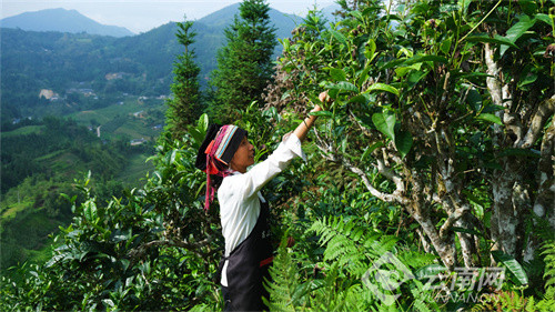 麻栗坡猛硐:茶香漫长地_腾讯新闻
