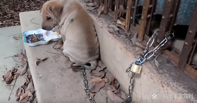小奶狗被主人锁在废弃的房子里,食物已经发臭,却没人来看一眼