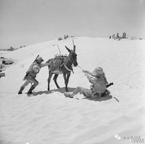 1941年7月21日,南非第一步兵师的两名士兵和一头驴较劲.