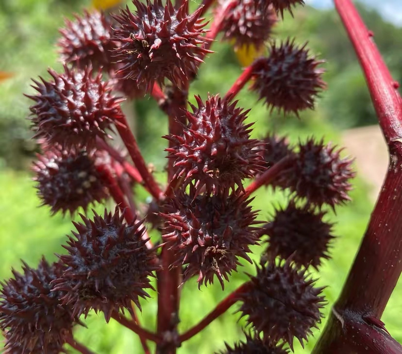 農村一種植物紅蓖麻其果實有毒經過處理可食用您是否認識