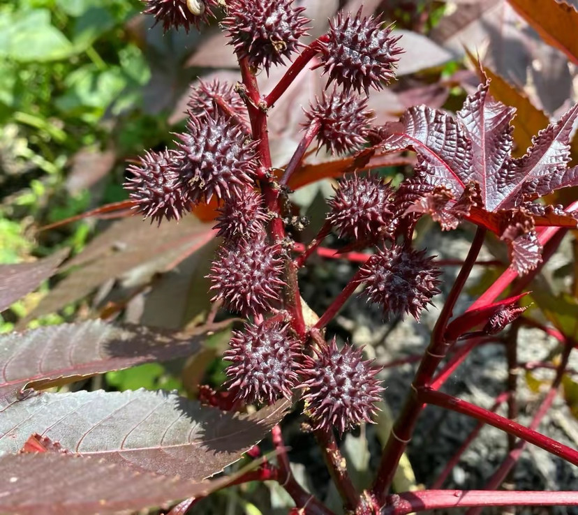 農村一種植物紅蓖麻其果實有毒經過處理可食用您是否認識