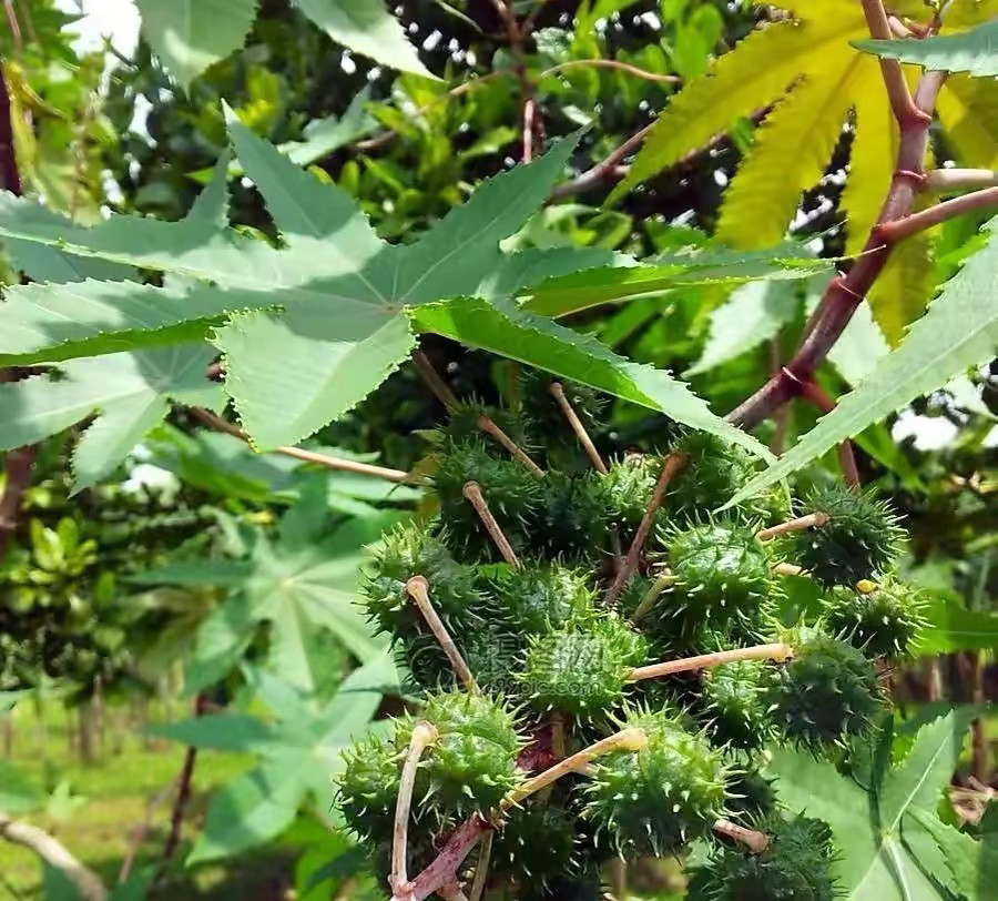 農村一種植物紅蓖麻其果實有毒經過處理可食用您是否認識