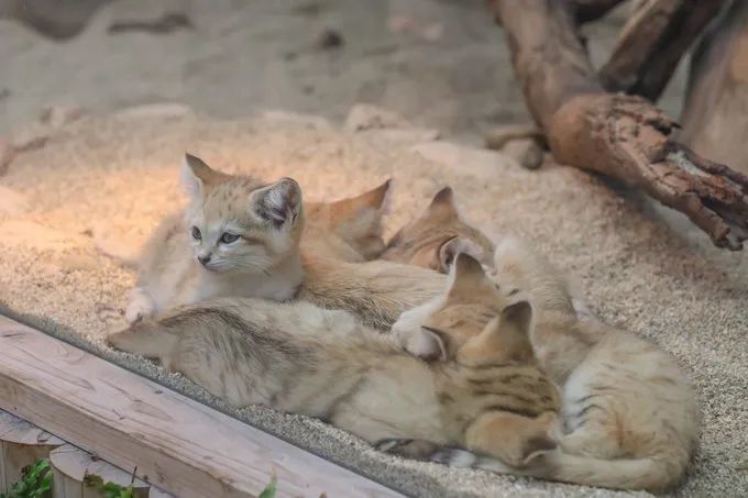 沙漠猫妈带着猫崽全都窝在一起睡觉,这景儿可不