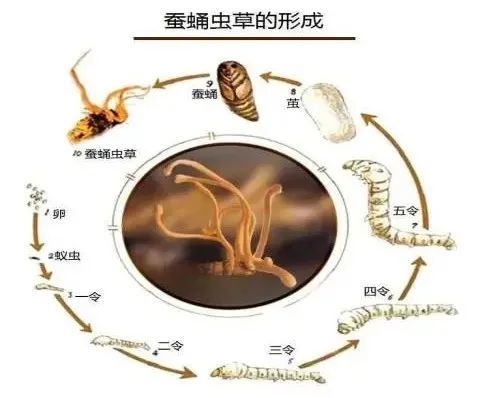 物歧化酶,具有抑制肿瘤,抗病毒,抗氧化以及保护心,脑,肾,肝细胞等作用