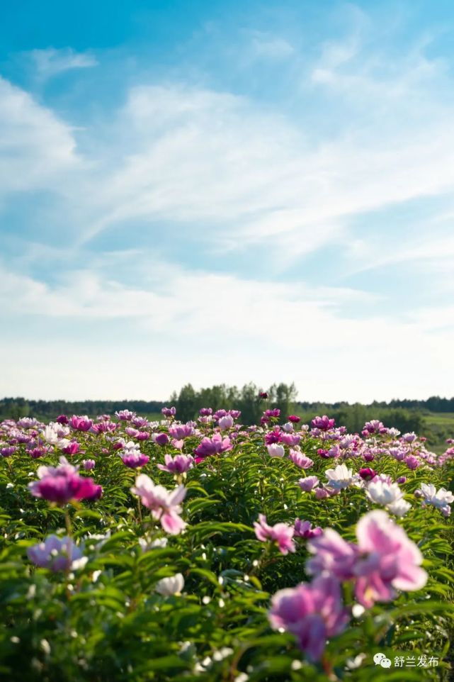 【关注】舒兰的这片花海,分分钟美爆你的朋友圈!