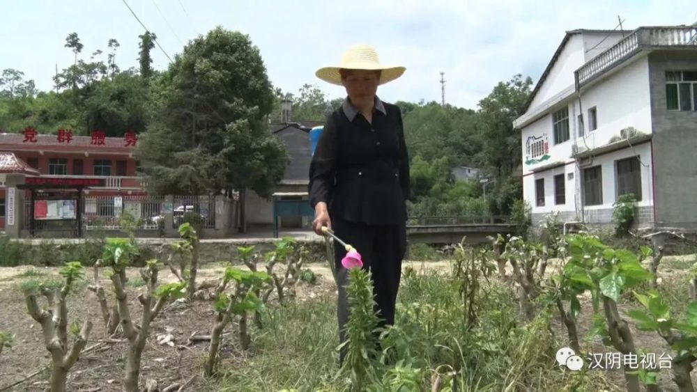 汉阴第五届安康市道德模范沈兰玲扎根乡村十年带领群众脱贫致富