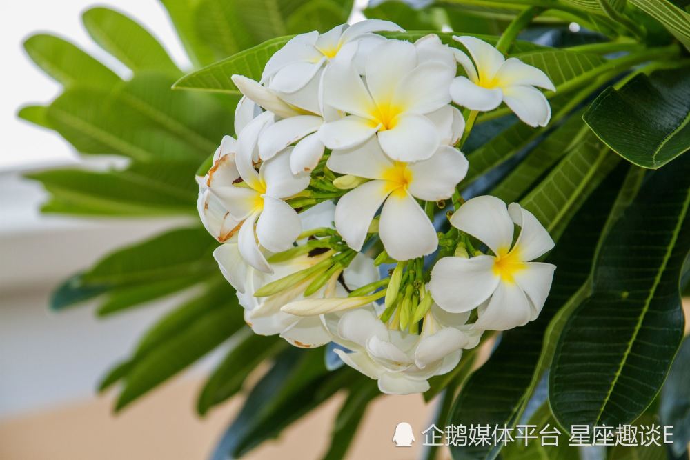 6月26日 7月2日爱情运势 爱情敲门 情真意切的四大星座 腾讯新闻